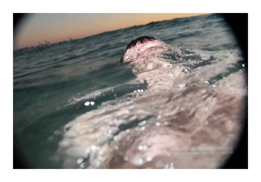 Selfportrait in the Indian ocean at dusk. Western Australia. 2008